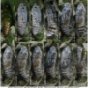 pyr armoricanus pupa8 volg3